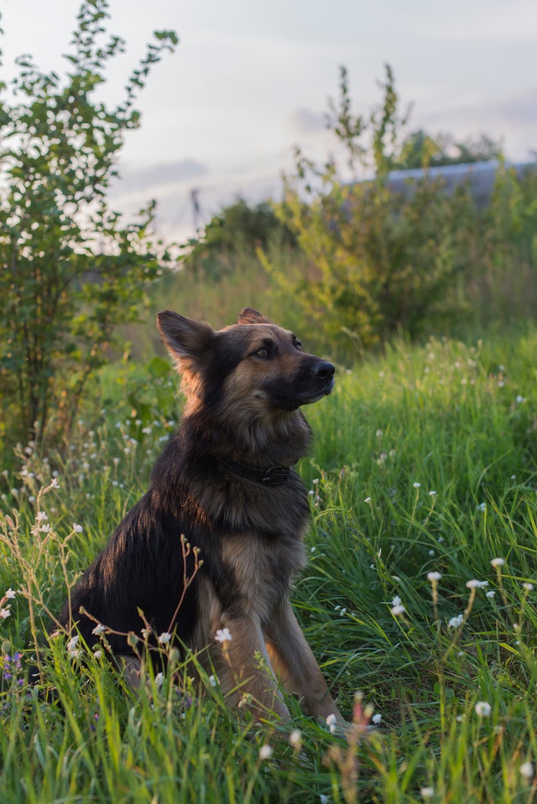 A German Shepherd sitting in tall grass and looking up in profile