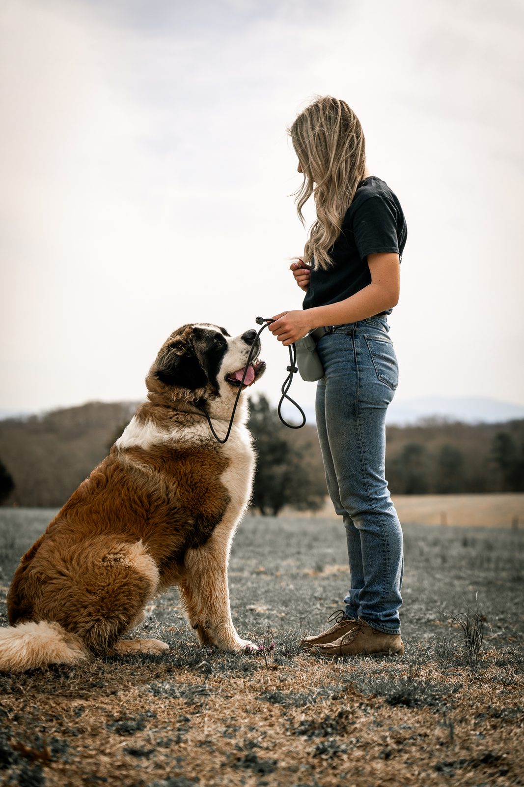 A trainer feeding a treat to a sitting Saint Bernard in a field