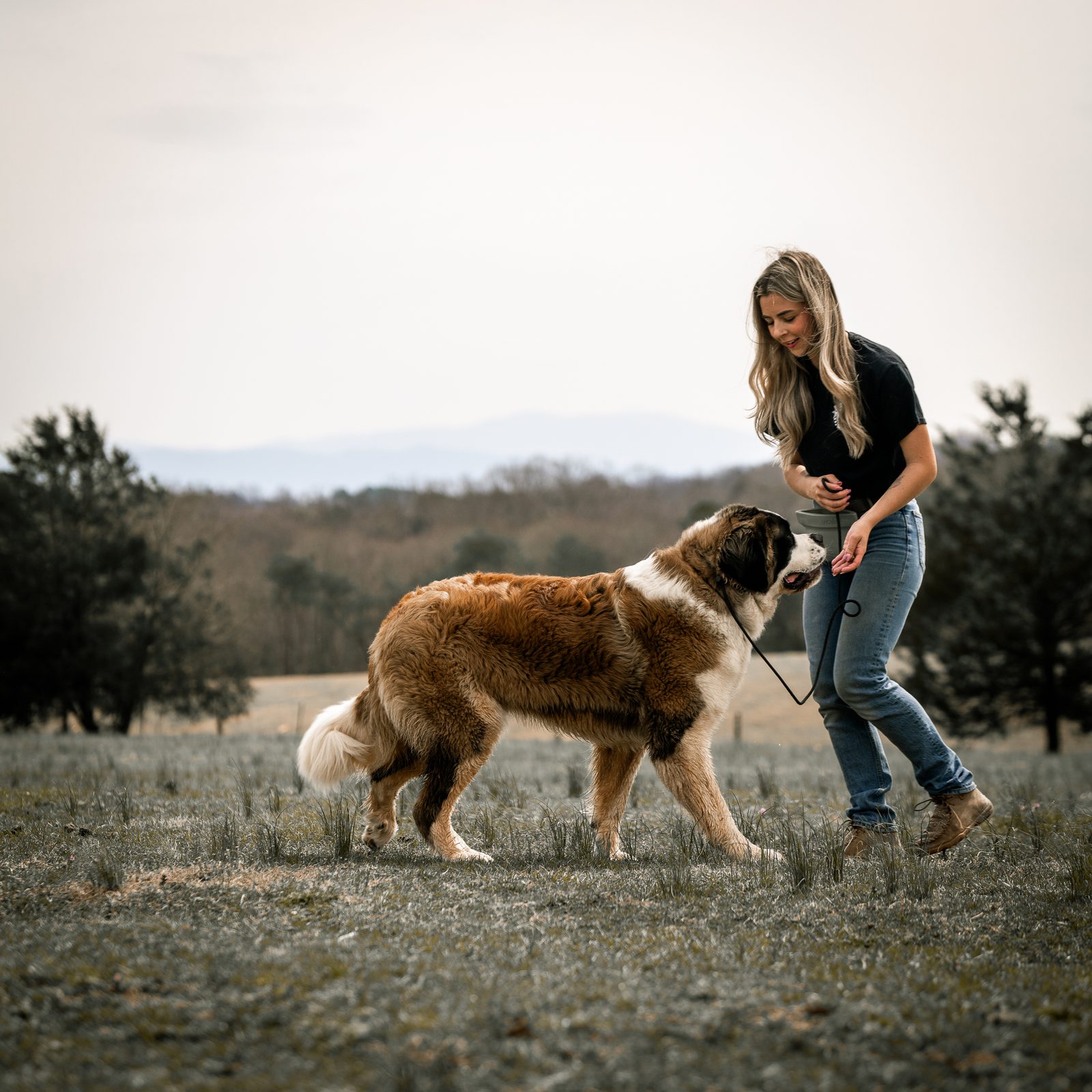 A large Saint Bernard walking toward a trainer on leash in an open field